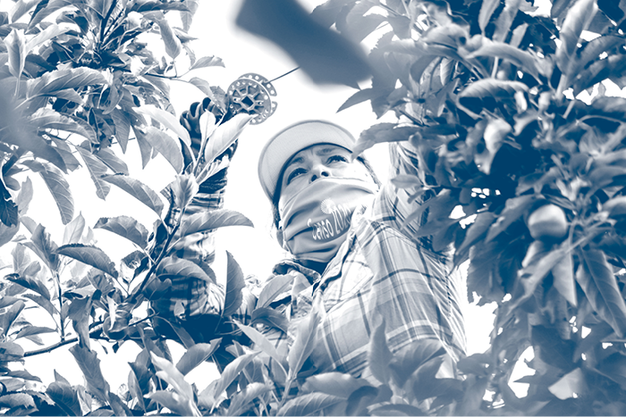 A woman in the agriculture industry wears a mask that says "Censo 2020" while working in an apple tree